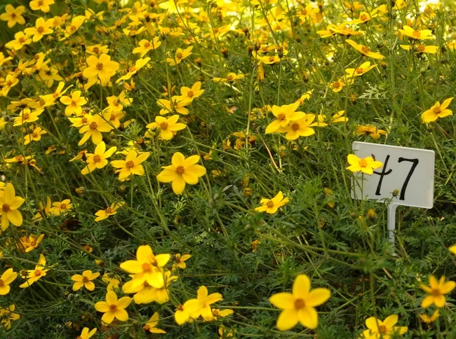 Bur marigolds (Bidens ferulifolia) brighten the garden. (Photo by Kathy Keatley Garvey)