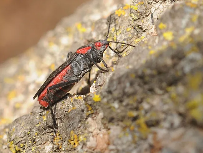 Soapberry bug on the UC Davis campus. (Photo by Kathy Keatley Garvey)