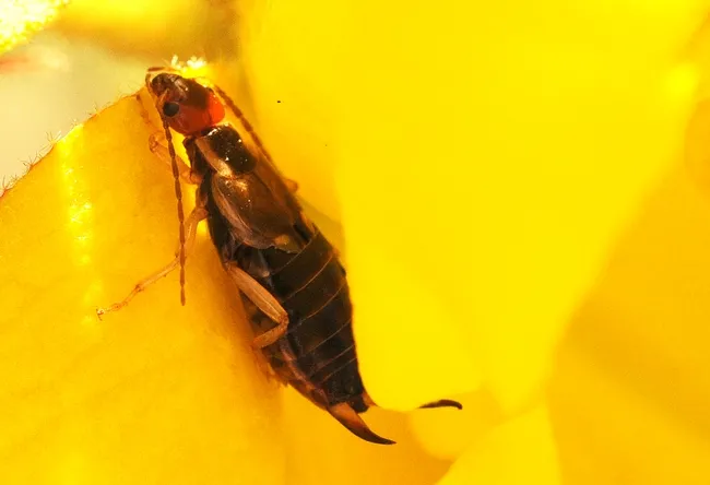Earwig exposed. (Photo by Kathy Keatley Garvey)