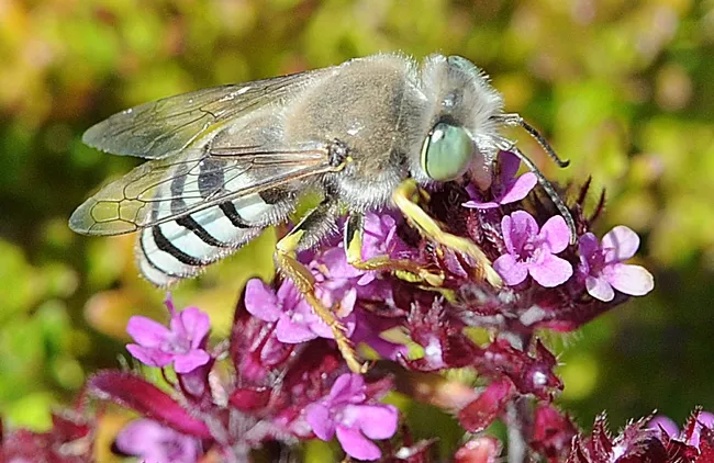 Sand wasp on red flowering thyme. (Photo by Kathy Keatley Garvey)