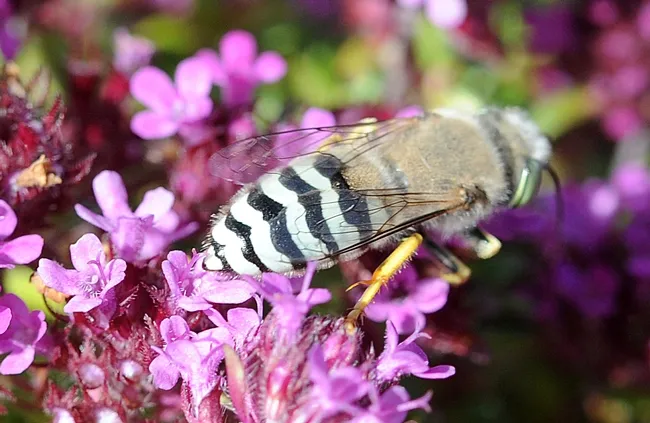 Abdomen of sand wasp: note the black and white curvy stripes. (Photo by Kathy Keatley Garvey)