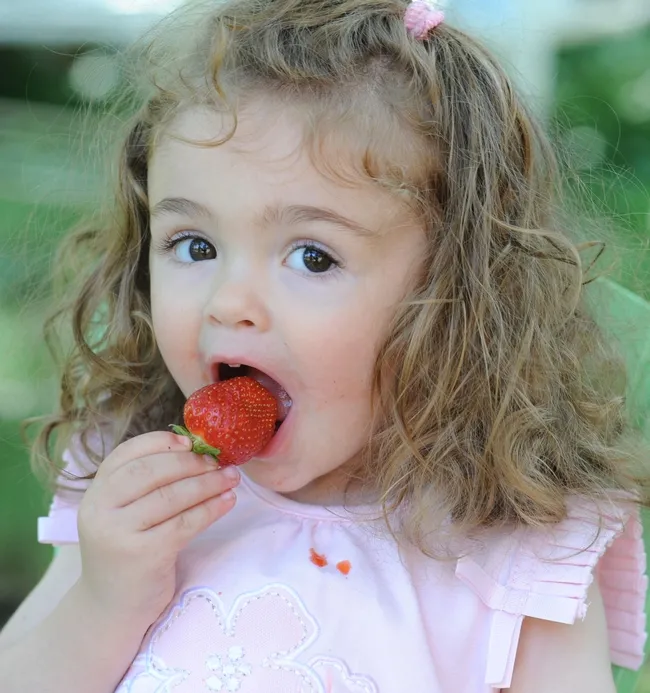Little visitor to the Haagen-Dazs Honey Bee Haven samples a strawberry. (Photo by Kathy Keatley Garvey)