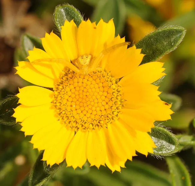 Camouflaged crab spider waits for prey on a gold coin. (Photo by Kathy Keatley Garvey)