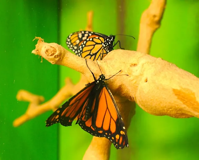Colorful monarch butterflies are in sharp contrast to the painted cutout (above). (Photo by Kathy Keatley Garvey)