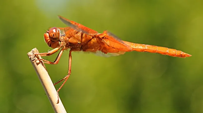 Flame skimmer perched on a bamboo stake. (Photo by Kathy Keatley Garvey)