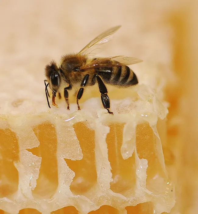 Honey bee on honey. (Photo by Kathy Keatley Garvey)