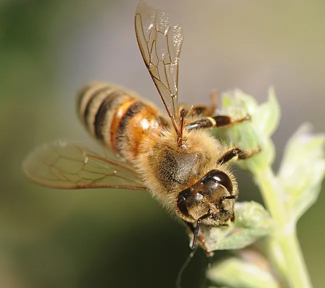 Close-up of a honey bee on catmint. (Photo by Kathy Keatley Garvey)