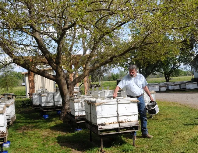 Pat Heitkam of Orland, who operates a queen bee-rearing business, tends his hives. He is mentioned in "The Beekeeper's Lament." (Photo by Kathy Keatley Garvey)