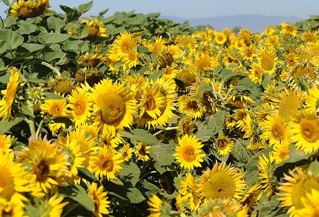 Close-up of sunflowers. Just add bees. (Photo by Kathy Keatley Garvey)