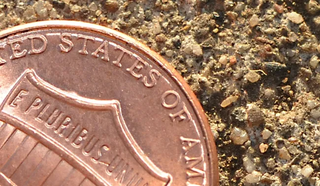 A springtail (look to the right of "of the") next to a penny. (Photo by Kathy Keatley Garvey)