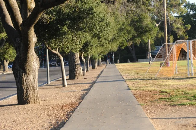 Site of the springtail sightings on Howard Way, looking toward Russell Boulevard on UC Davis campus. (Photo by Kathy Keatley Garvey)