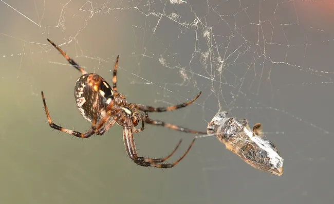 Spider crawls toward its prey, a honey bee. (Photo by Kathy Keatley Garvey)