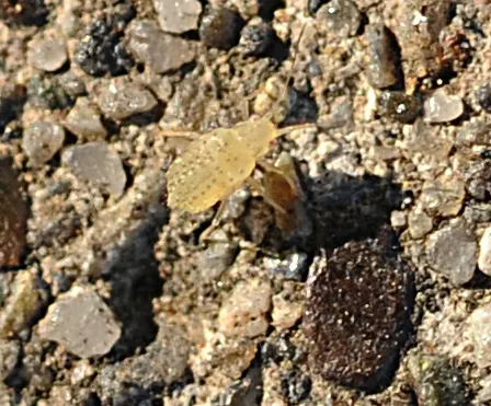 his is a root aphid, which measures 3mm to less than 1mm long. (Photo by Kathy Keatley Garvey)