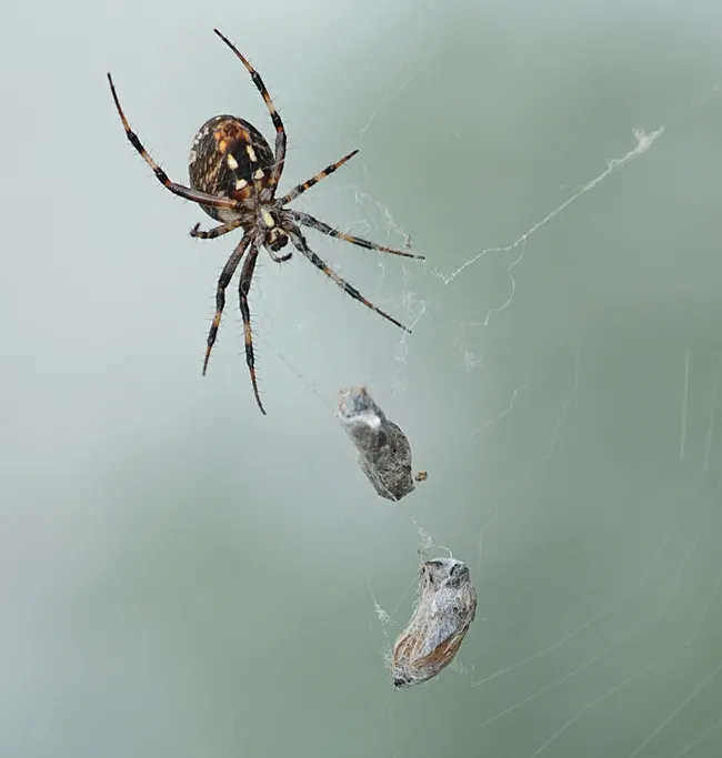Mama spider snares two in one web. (Photo by Kathy Keatley Garvey)