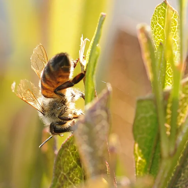 Afternoon sun backlights a bee and all's right with the world. (Photo by Kathy Keatley Garvey)