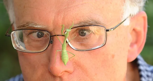 Extension apiculturist Eric Mussen of the UC Davis Department of Entomology peers at a praying mantis. (Photo by Kathy Keatley Garvey)