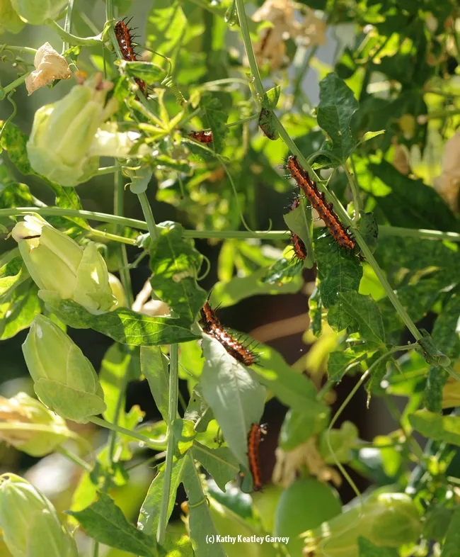 A "squadron" of caterpillars on a passion flower vine. (Photo by Kathy Keatley Garvey)