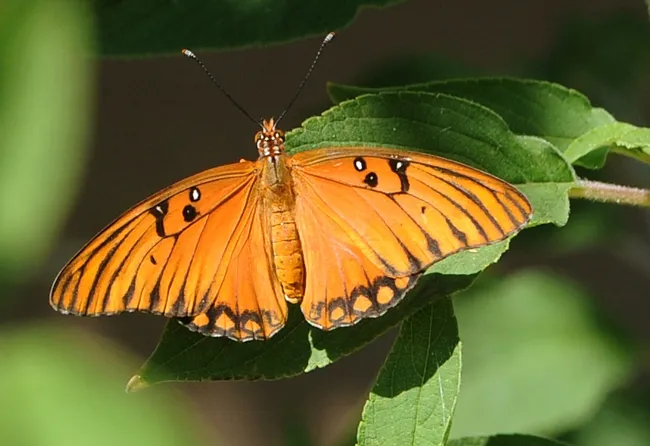 Wingspan of Gulf Fritillary (Agraulis vanillae) can reach four inches. (Photo by Kathy Keatley Garvey)