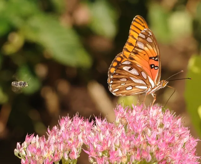 Leafcutter bee heads for the same nectar spot as the brilliant Gulf Fritillary. Note the iridescent silvery spots. (Photo by Kathy Keatley Garvey)