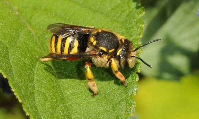 Side view of a wool carder bee. (Photo by Kathy Keatley Garvey)