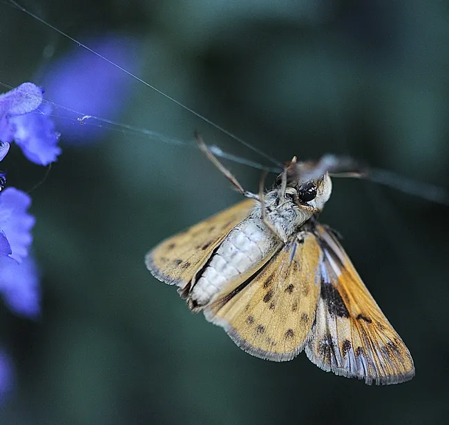 Fiery skipper struggles to free itself in a spider web. (Photo by Kathy Keatley Garvey)