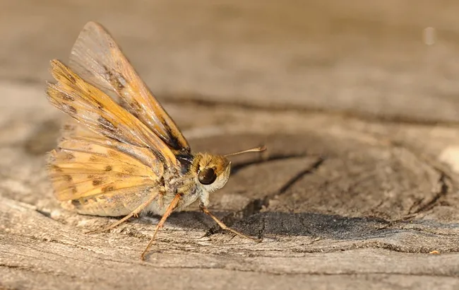 Released fiery skipper ready to flutter away. (Photo by Kathy Keatley Garvey)