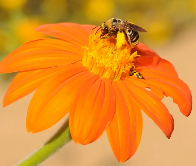Sunflower bee packing a load of pollen. (Photo by Kathy Keatley Garvey)