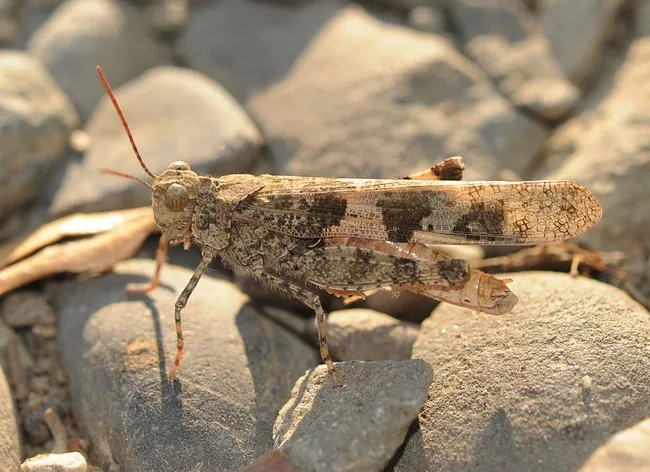 This grasshopper, aka locust, is a banded-winged grasshopper, family Acrididae. (Photo by Kathy Keatley Garvey)