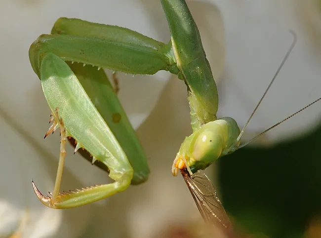 Praying mantis with remnants of a meal. (Photo by Kathy Keatley Garvey)