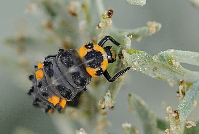 This is an immature ladybug (aka lady beetle). Photo by Kathy Keatley Garvey)