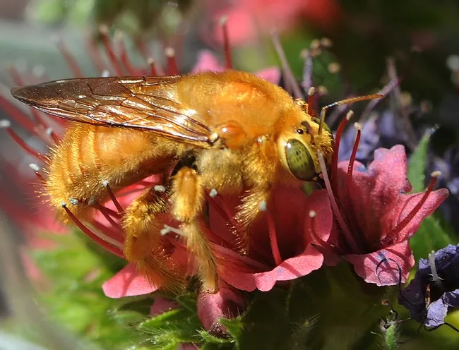 This male Valley carpenter bee is a pollinator, not a pest. The female Valley carpenter bee is solid black. (Photo by Kathy Keatley Garvey)