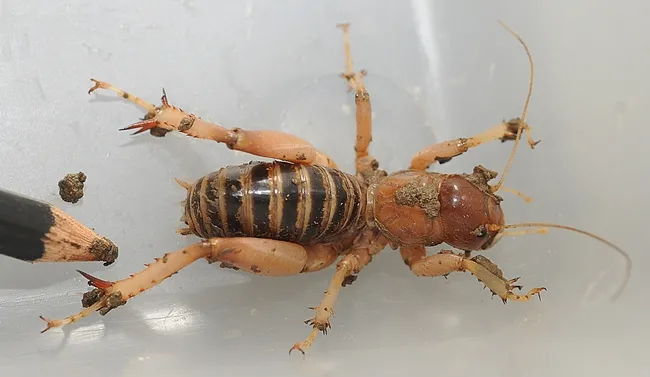 Jerusalem cricket is often mistaken for a pest. (Photo by Kathy Keatley Garvey)