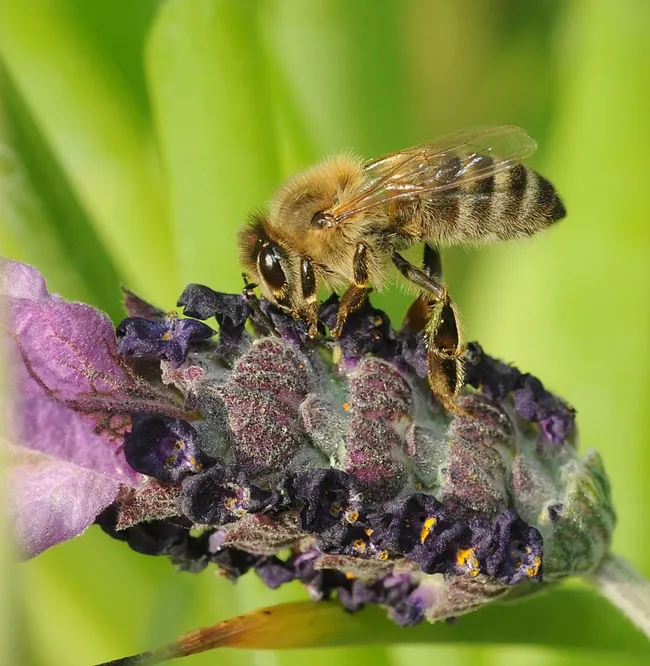 Honey bee nectaring lavender. (Photo by Kathy Keatley Garvey)