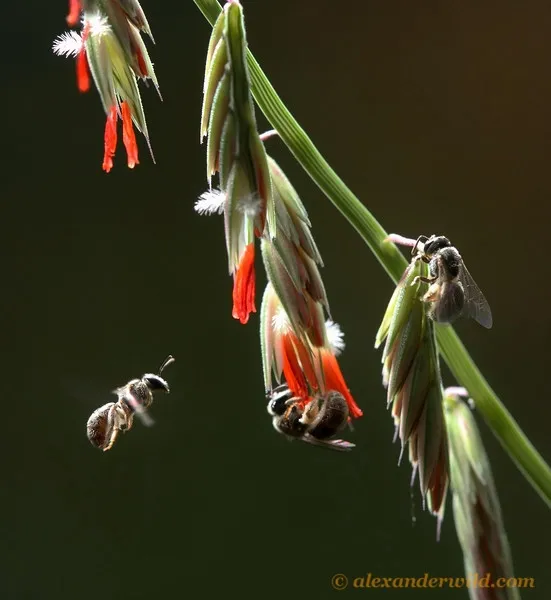 Noted insect photographer Alex Wild captured this spectacular image of sweat bees on sideoats grama. (Photo by Alex Wild and used with permission.)