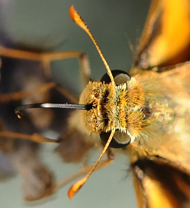 Proboscis or tongue of a fiery skipper dipped in nectar. (Photo by Kathy Keatley Garvey)