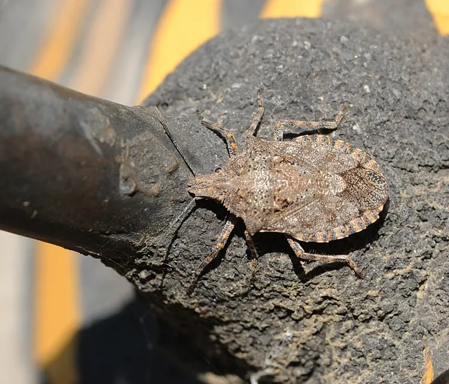 Consperse stink bug, Euschistus conspersus, crawls on the bee sculpture in the Haagen-Dazs Honey Bee Haven. (Photo by Kathy Keatley Garvey)