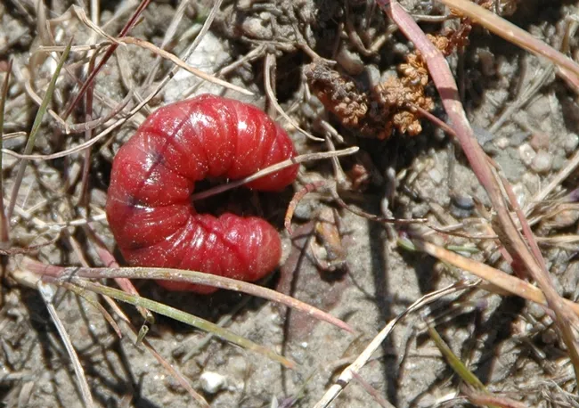 Larvae of an owlet moth turned bright red by the parasitic nematode Heterorhabditis bacteriophora. (Photo by Teresa Willis)
