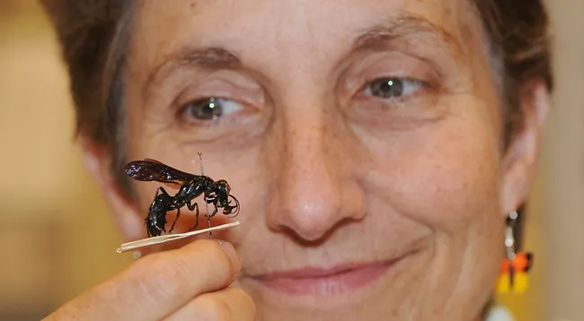 Lynn Kimsey with a gigantic "warrior wasp" she discovered on the island of Sulawesi, Indonesia. (Photo by Kathy Keatley Garvey)