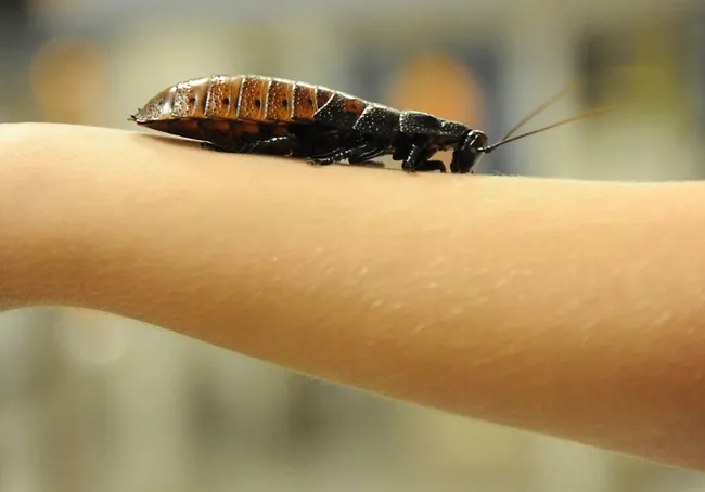 Madagascar hissing cockroach crawls up the arm of Mick Dunning, 6, of Davis. (Photo by Kathy Keatley Garvey)