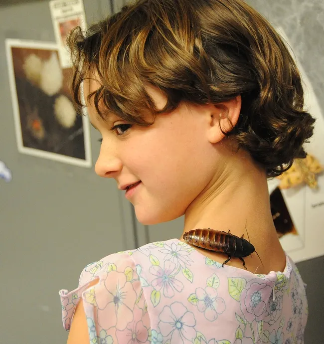 Emme Dunning, 8, of Davis, and a hisser. (Photo by Kathy Keatley Garvey)