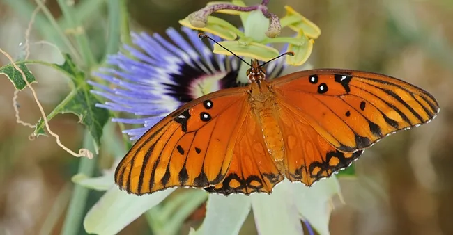 Gulf fritillary nectaring a passionflower vine. (Photo by Kathy Keatley Garvey)