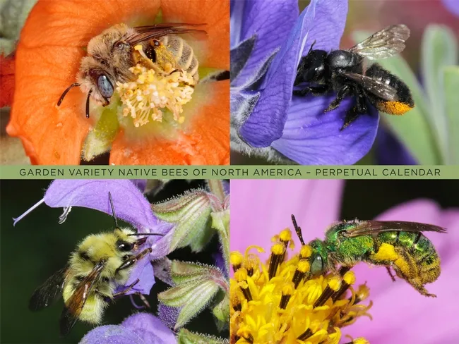 The cover of the calendar, "Garden Variety Native Bees of North America." (Photos by Rollin Coville)