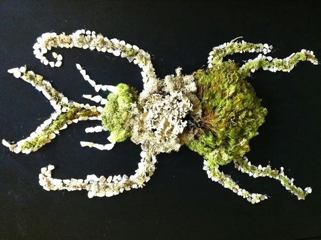 This little critter will be displayed at the Cabinets of Curiosity show on Saturday, Dec. 3 in Davis. (Photo courtesy of Anna Davidson)