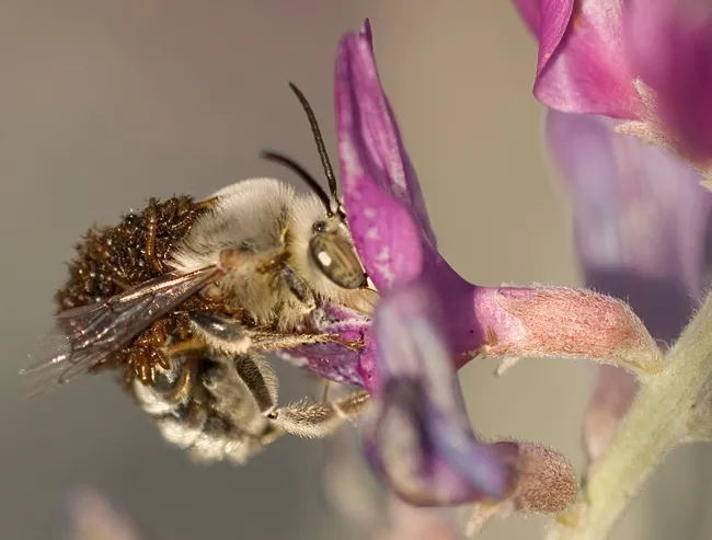 Larvae of a blister beetle, Meloe franciscanus on a digger bee, Habropoda pallida. (Photo by Leslie Saul-Gershenz, used with permission))