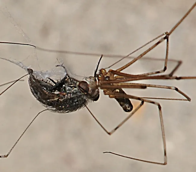 Close-up of the fatal bite. (Photo by Kathy Keatley Garvey)