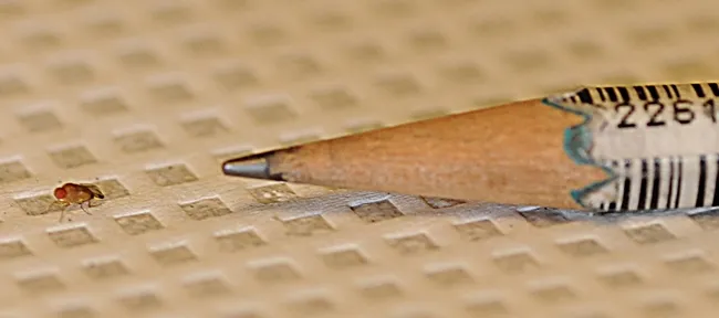 Immune system of the tiny Drosophila plays a big role in host defense. (Photo by Kathy Keatley Garvey)