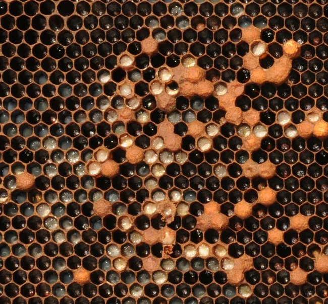 Larvae gain weight rapidly. A larva goes from 0.1 mg to around 120 mg. (Photo by Kathy Keatley Garvey)