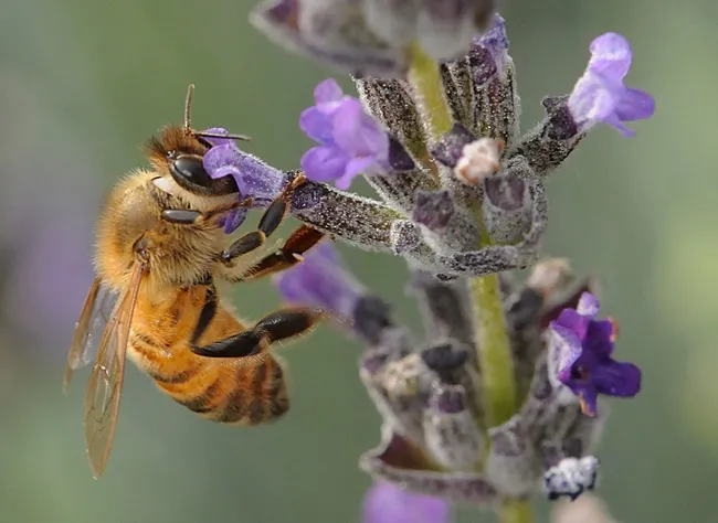 Honey bee foraging on lavender. (Photo by Kathy Keatley Garvey)