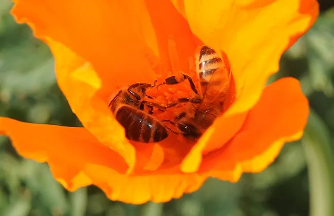 Two honey bees sharing a California poppy on Garrod Drive, UC Davis. (Photo by Kathy Keatley Garvey)