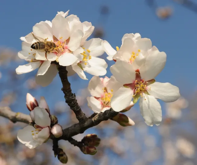 Honey bee pollinating an almond blossom in the spring of 2011. (Photo by Kathy Keatley Garvey)